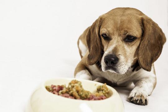 天热胃口差，毛孩子挑食怎么办？