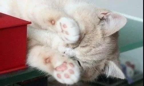 猫咪足部护理不可忽略