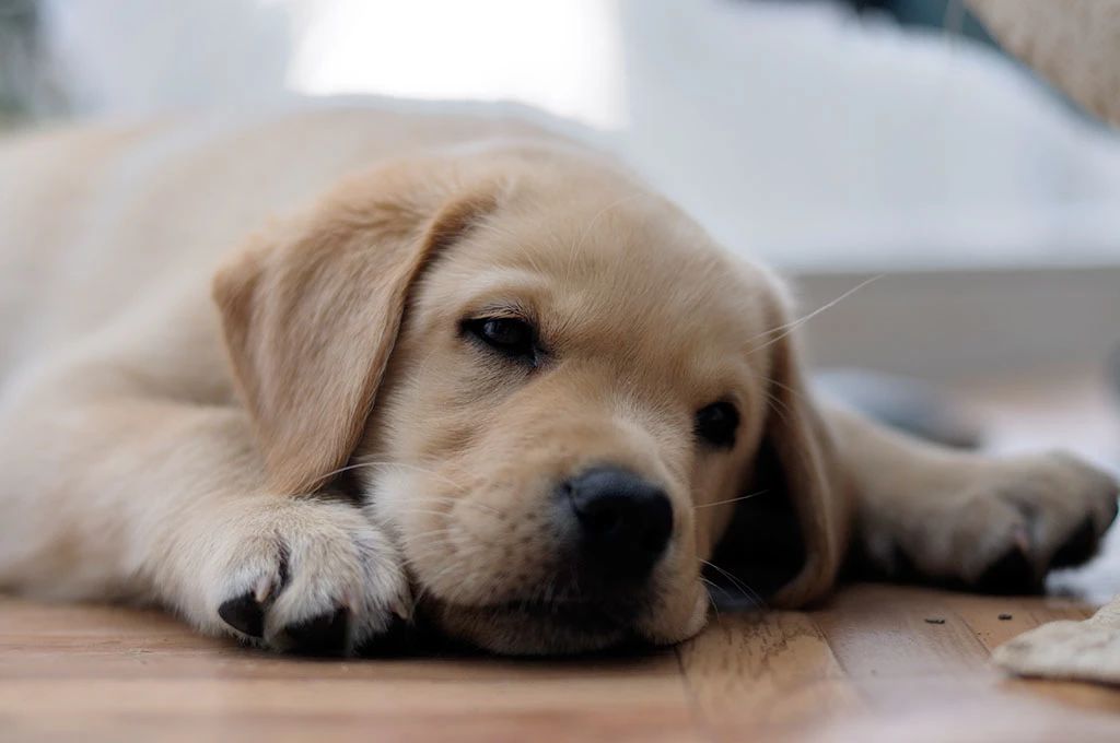 狗狗中暑事件频繁发生，不懂这些还养什么狗！