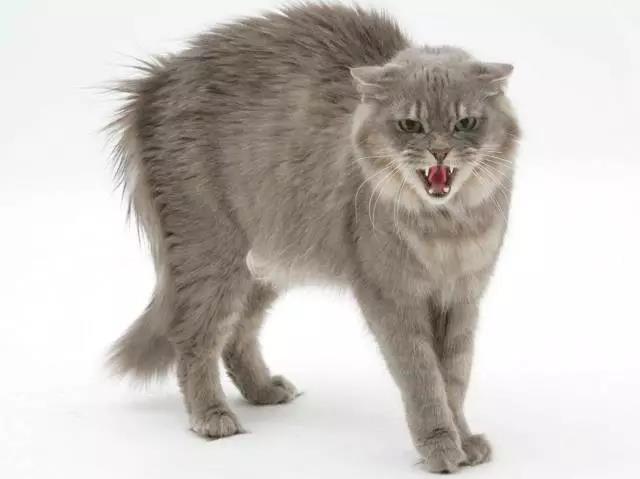 又被主子家暴了？如何避免猫咪对人的攻击？