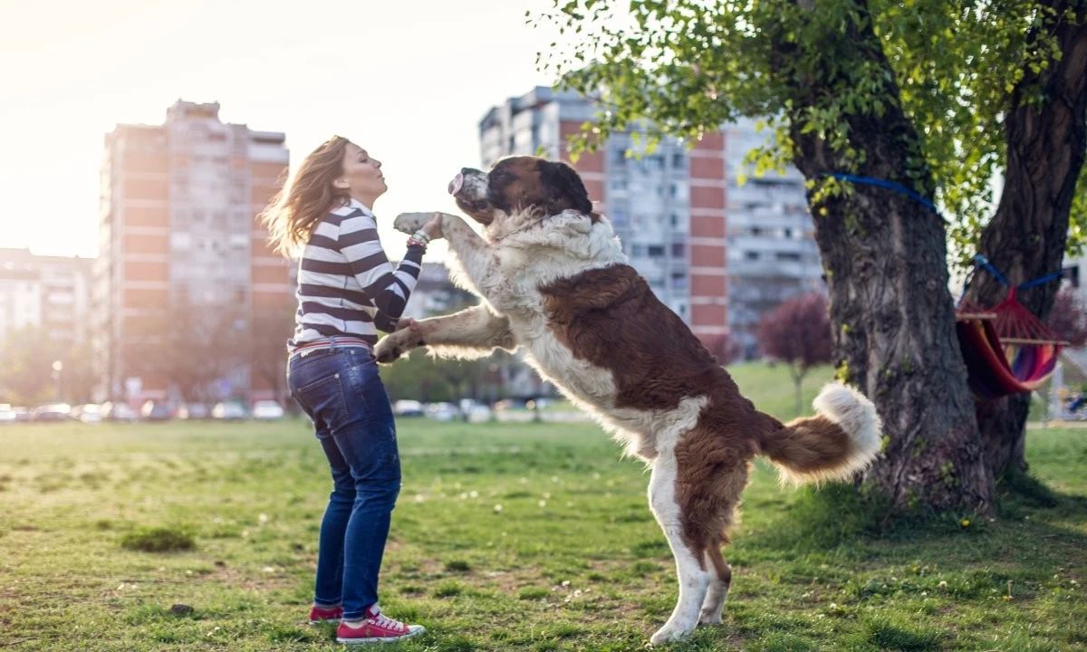 只需3步，轻松纠正狗狗扑人的坏习惯
