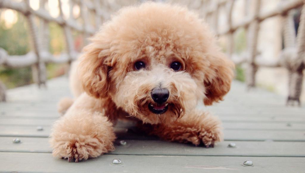 为什么狗狗毛色变浅？