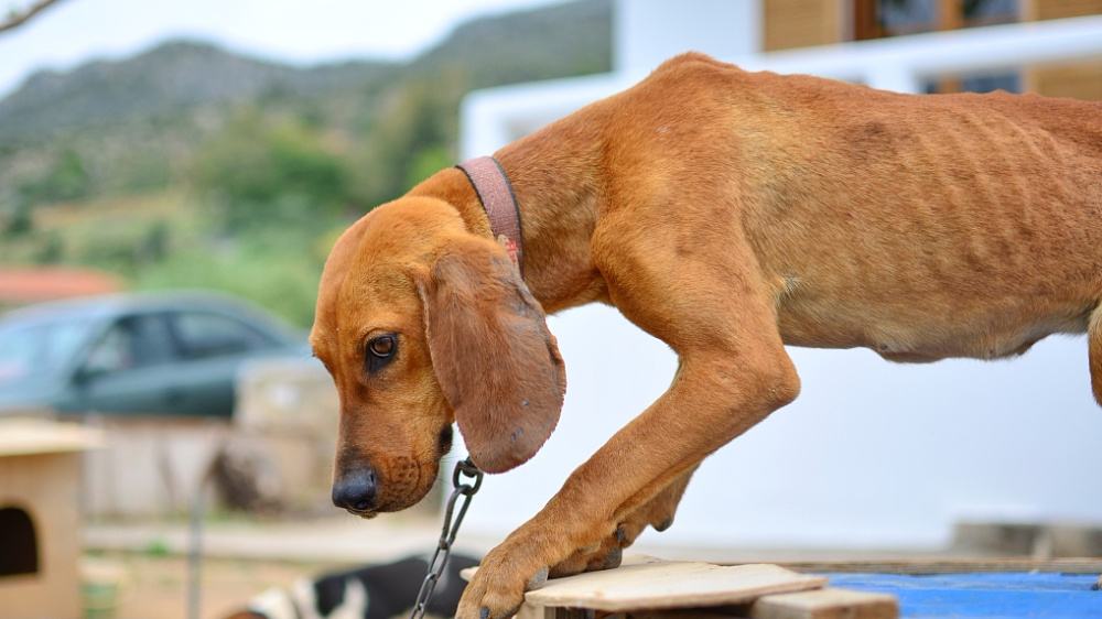 宝贝厌食导致瘦弱多病怎么办？