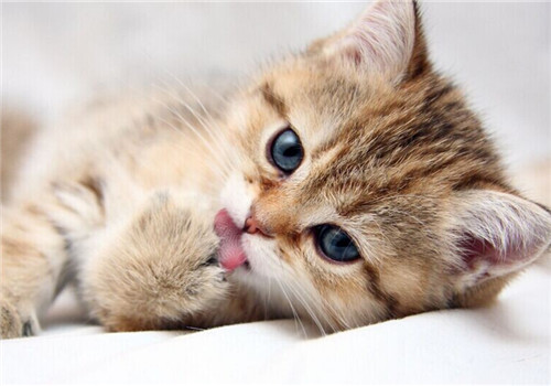 猫咪掉毛严重，怎么改善安全又有效？