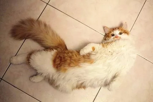 春来到，主子“思春”了怎么办？