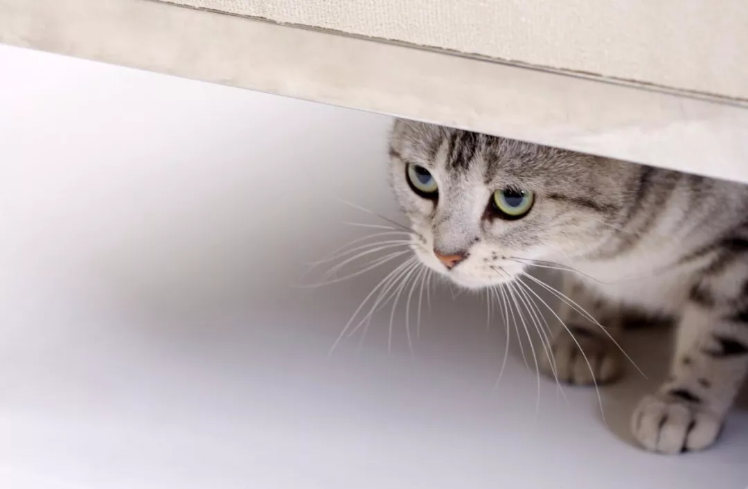 如何缓解猫咪应激反应？