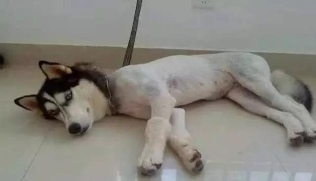 大夏天的把毛剃光，是爱它还是害它？