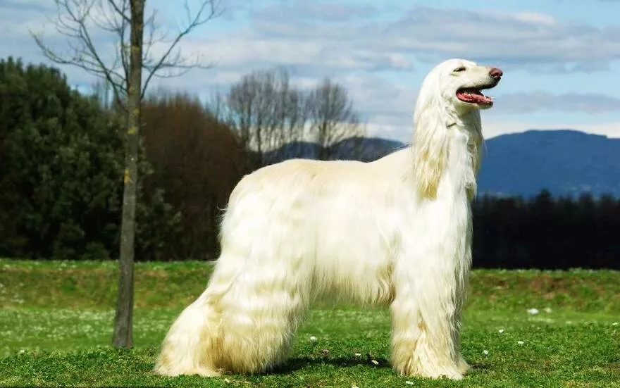 让毛孩子拥有靓丽毛发，饮食营养很重要